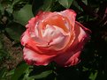 Picture Title - Multi-pink Rose