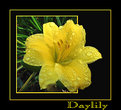 Picture Title - Daylily After the Rain