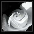 Picture Title - Spinning rose