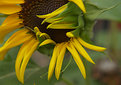 Picture Title - Sunflower opening