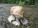 Picture Title - Snail