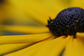 Picture Title - Yellow (F.2)