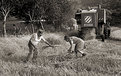Picture Title - Harvesting