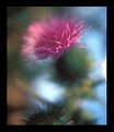 Picture Title - early morning thistle