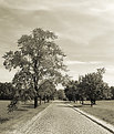 Picture Title - Cobbled road