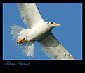 Picture Title - Seagull&#1613;