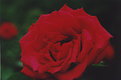 Picture Title - Red Rose