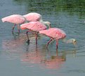 Picture Title - Spoonbill breakfast