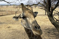 Picture Title - Eye Level Giraffe