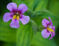 Picture Title - Mountain Bog Gentian