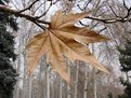 Picture Title - The Last Leaf