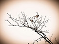 Picture Title - Two birds in a tree in sepia