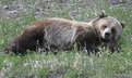 Picture Title - Grizzley Bear Waking Up