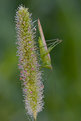 Picture Title - Hopper on Grass