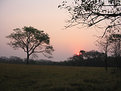Picture Title - Pantanal's sun