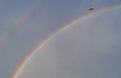 Picture Title - Fly To The Rainbow...