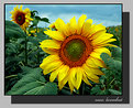 Picture Title - sunflower