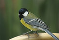 Picture Title - Great Tit