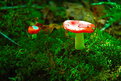 Picture Title - mushroom