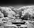 Picture Title - InfraRed Garden
