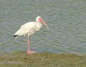 Picture Title - White Ibis