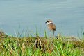 Picture Title - Come over little plover