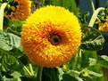 Picture Title - I Girasoli nḞ 11: la Venere