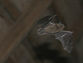 Picture Title - Macro-bat-ics
