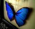 Picture Title - borboleta azul