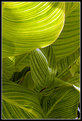 Picture Title - green leaves