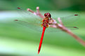 Picture Title - Dragonfly