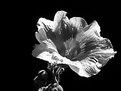 Picture Title - Last Blossom