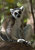 Ring-tailed lemur