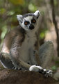 Picture Title - Ring-tailed lemur