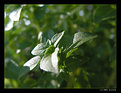 Picture Title - Sweet Basil