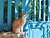 Cyan fence, orange cat