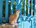 Picture Title - Cyan fence, orange cat