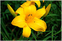 Picture Title - Yelow Gold