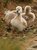 three Cygnets out for a stroll