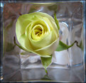 Picture Title - Rose in Glass