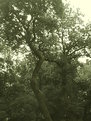 Picture Title - an old tree