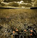 Picture Title - Withered Rapeseed