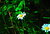 flower(power)