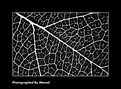 Picture Title - Leaf