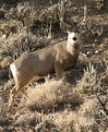 Picture Title - Mule Deer In Our Back Yard