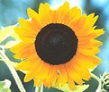Picture Title - Sunflower