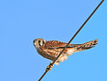 Picture Title - Bird on a Wire