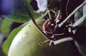 Picture Title - worm in the apple