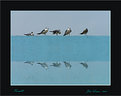 Picture Title - Five Gulls