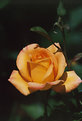 Picture Title - Yellow Rose